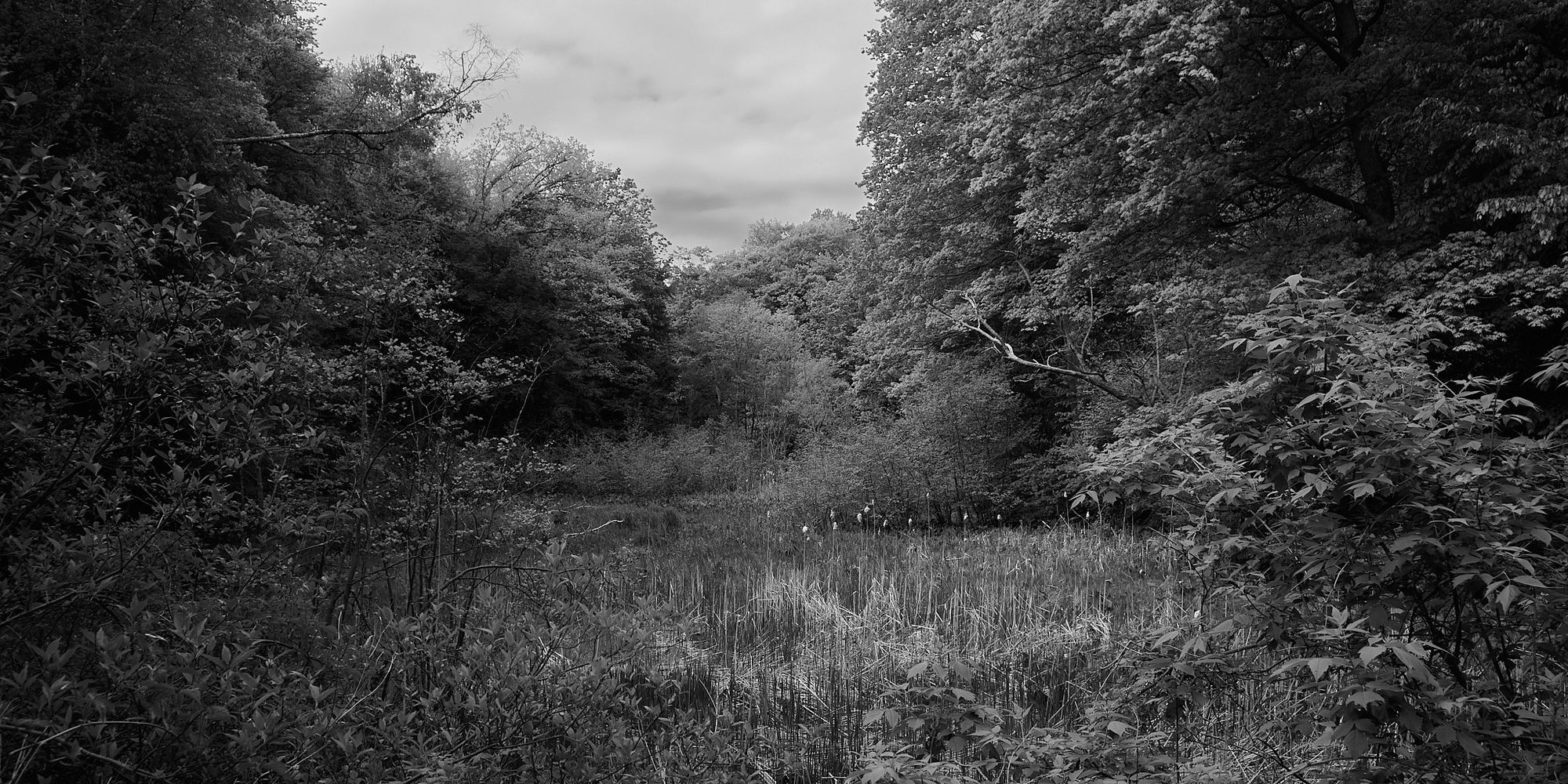 A view of the marsh at the end of Westdale Creek, Ravine Road, Cootes Paradise, Hamilton, Ontario. 